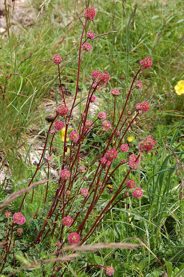 Fiore rosso Summano da id. - Sanguisorba sp.